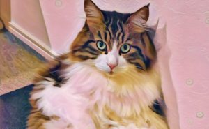 El proceso de la adopción